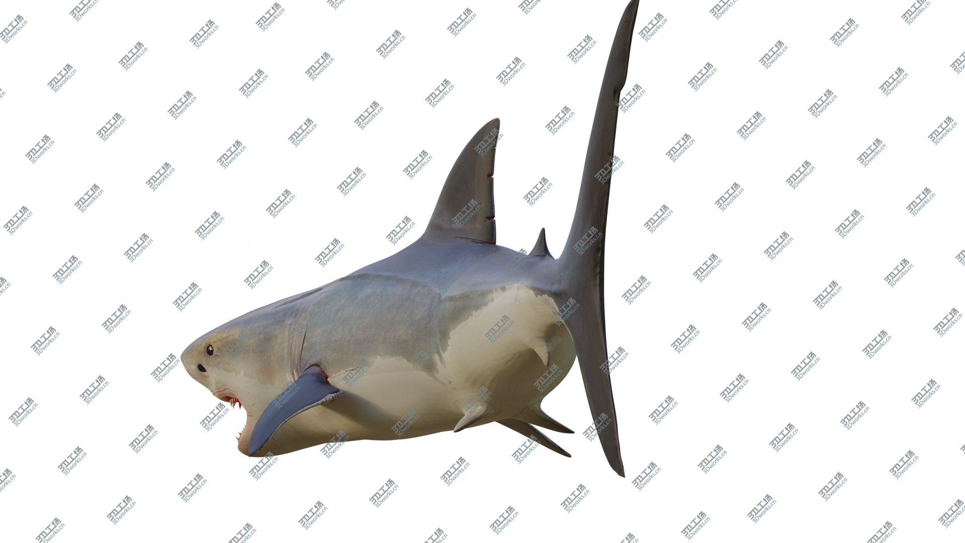 images/goods_img/20210313/3D The Great White Shark model/2.jpg